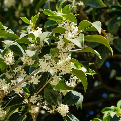 L'Erbolario Osmanthus Perfumed Body Cream - Body Cream For Dry Skin - 6.7 Oz 4 L'Erbolario Osmanthus Perfumed Body Cream - Body Cream For Dry Skin - 6.7 Oz - Image 2