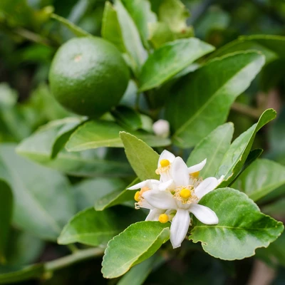 L'Erbolario Frescaessenza Shower Gel - Body Wash - 8.4 Oz 5 L'Erbolario Frescaessenza Shower Gel - Body Wash - 8.4 Oz - Image 3