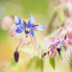 ShiKai Borage Therapy Children's Body Lotion Unscented - 8 Fl Oz -Serene Skin GUEST 4931aaf7 6811 45d7 aebe 75fd7e668cc1