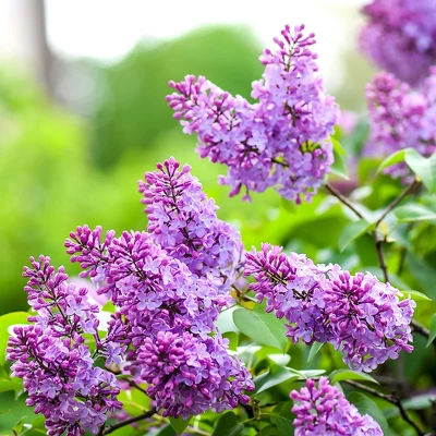 L'Erbolario Lilac Lilac Shower Gel - Body Wash - 10.01 Oz 6 L'Erbolario Lilac Lilac Shower Gel - Body Wash - 10.01 Oz - Image 4