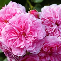 L'Erbolario Rose Perfumed Body Cream - Body Cream For Dry Skin - 5.07 Oz -Serene Skin GUEST ae29bb53 63d6 4d06 a16c 25fdd93358e2