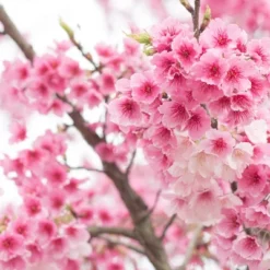 L'Erbolario Tra I Ciliegi Shower Gel - Body Wash - 8.4 Oz 8 L'Erbolario Tra I Ciliegi Shower Gel - Body Wash - 8.4 Oz -Serene Skin GUEST cad4705a 475e 4dc0 8631 7b2be6469d97