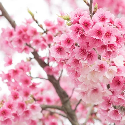 L'Erbolario Tra I Ciliegi Shower Gel - Body Wash - 8.4 Oz 4 L'Erbolario Tra I Ciliegi Shower Gel - Body Wash - 8.4 Oz - Image 2