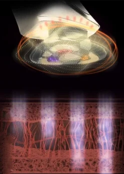 PL038 Prospera RF Radio Frequency 5 In 1 EMS Micro Current LED Light Facial Body Anti Aging Massage Device -Serene Skin GUEST ccb6fb5f 11b1 45c5 83fb b8cb5d16c168